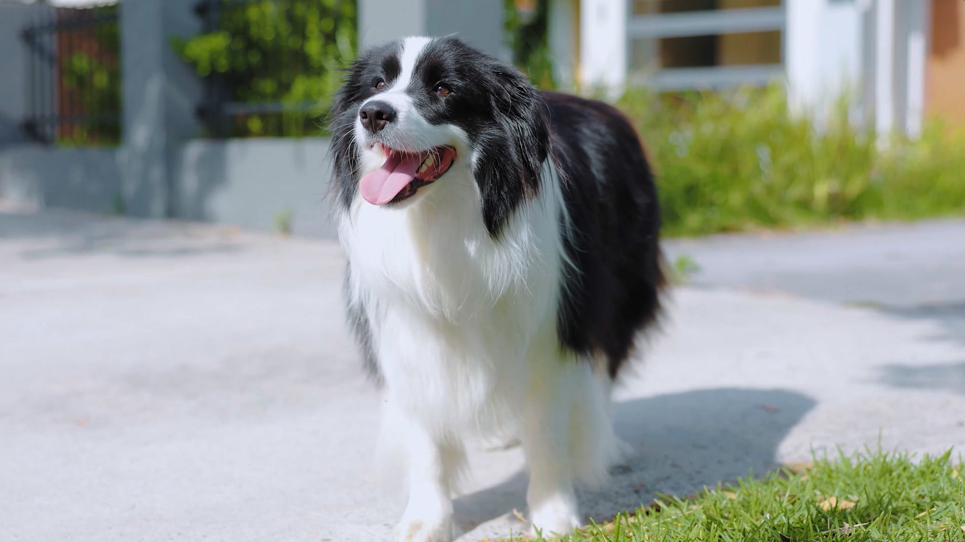 Border Collie puppy