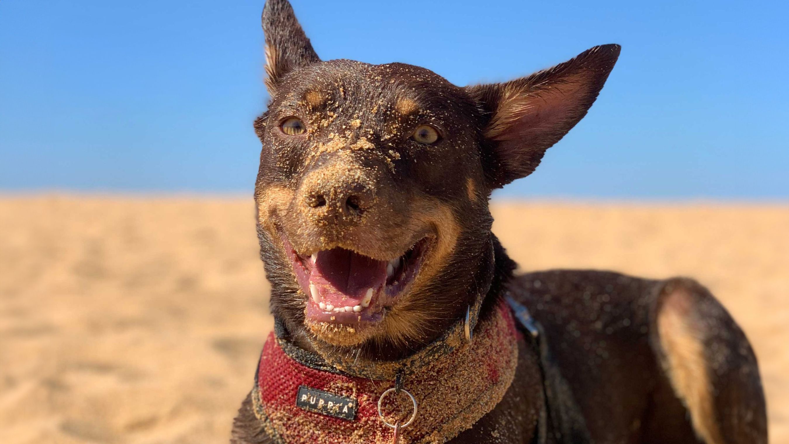 A well behaved dog at the beach