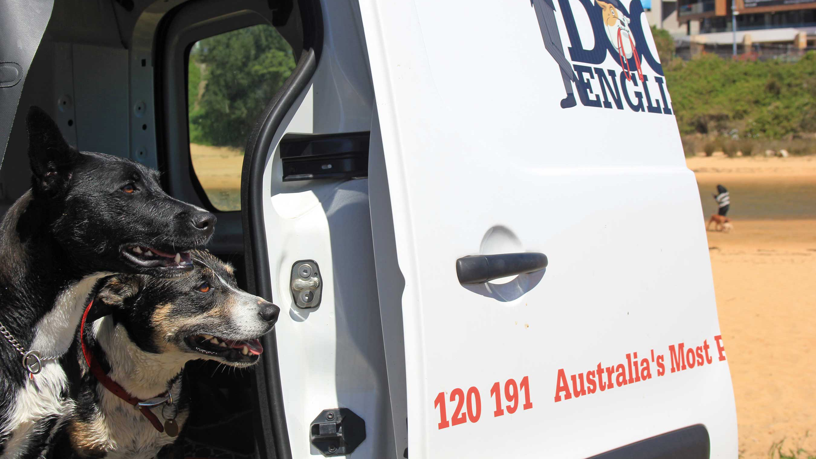 Dogs walked by Mad Dogs & Englishmen in one of our air-conditioned vans