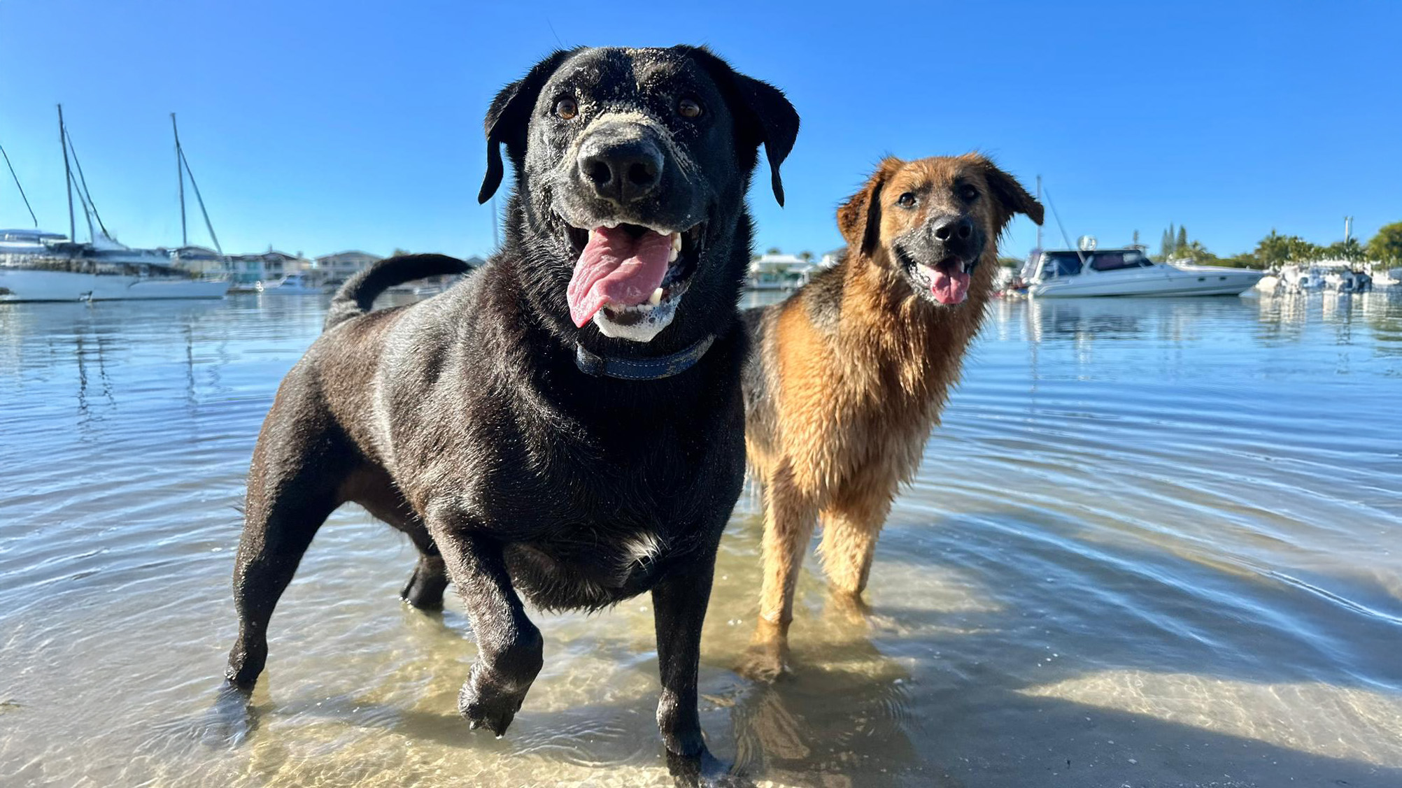 Dogs in water