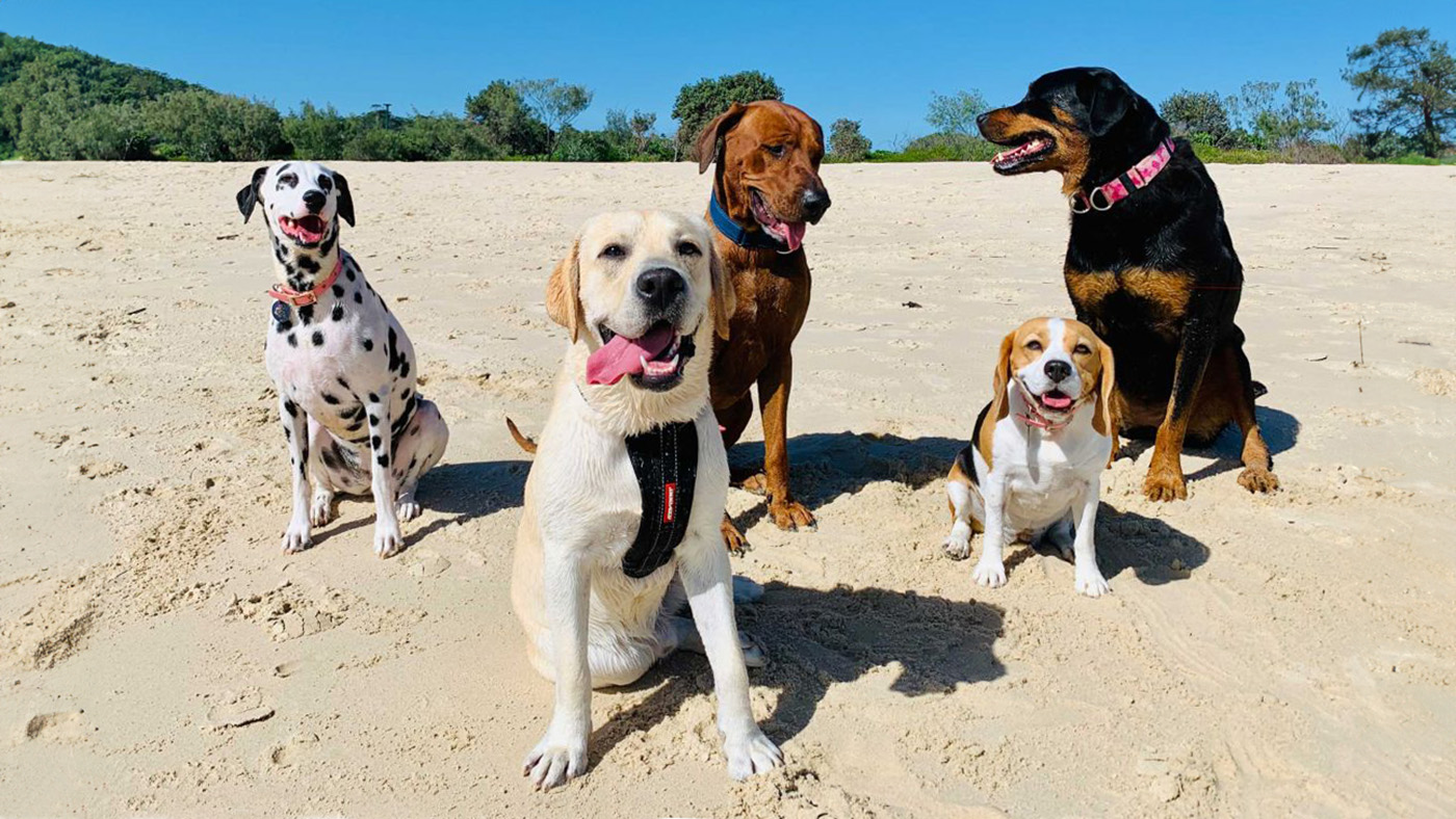 Dogs enjoying a walk on the beach. Doggy Daycare by with Mad Dogs & Englishmen