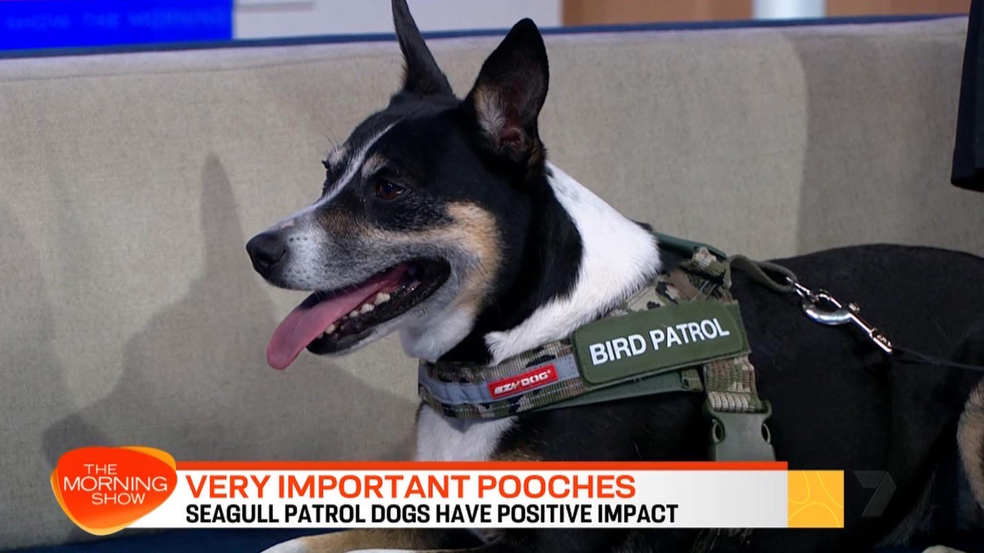 Screenshot from the morning show