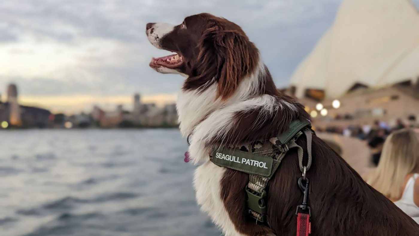 Seagull Patrol Dog