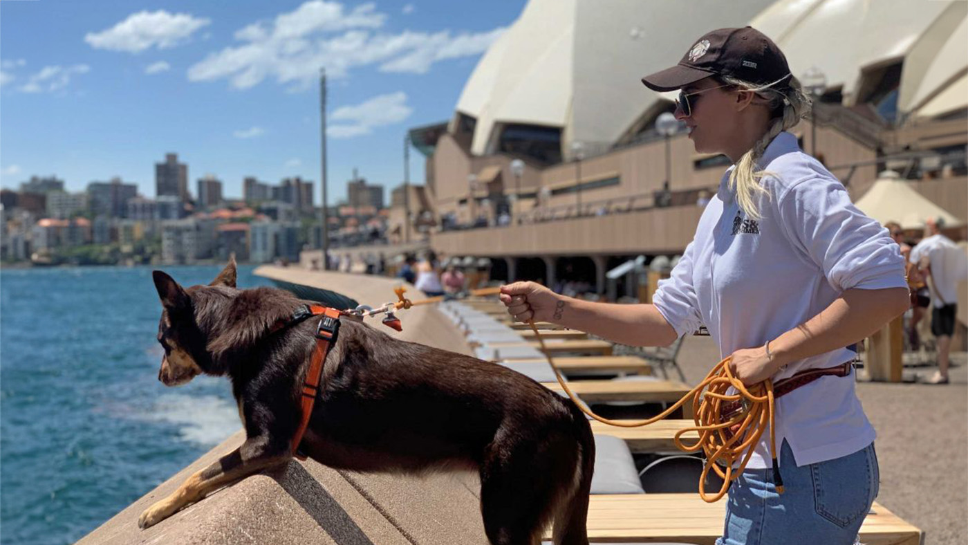Seagull Patrol at the Sydney Opera House
