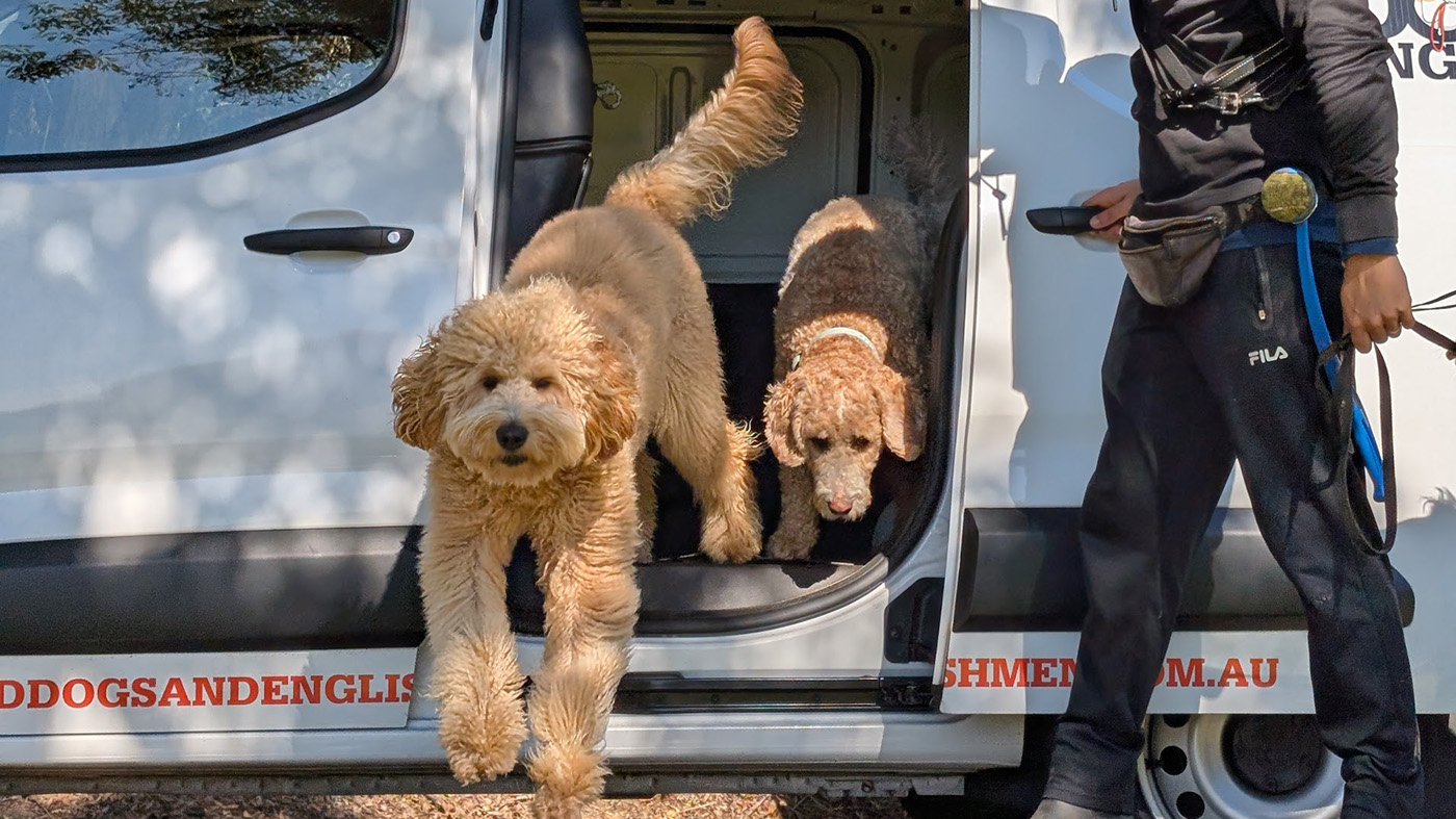 Dogs jumping out of van